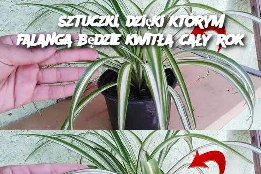 3 sztuczki, dzięki którym falanga będzie kwitła cały rok