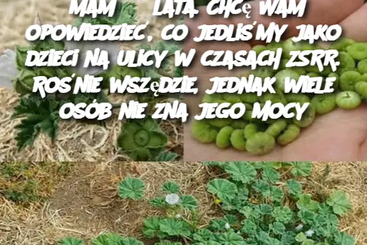 Mam 63 lata. Chcę Wam opowiedzieć, co jedliśmy jako dzieci na ulicy w czasach ZSRR. Rośnie wszędzie, jednak wiele osób nie zna jego mocy