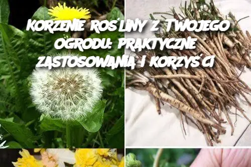 Korzenie rośliny z Twojego ogrodu: praktyczne zastosowania i korzyści