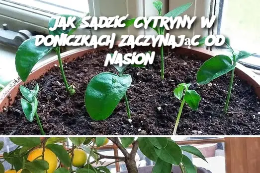 Jak Sadzić Cytryny w Doniczkach Zaczynając od Nasion