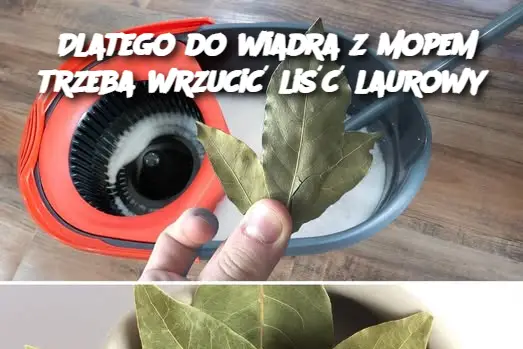 Dlatego do wiadra z mopem trzeba wrzucić liść laurowy