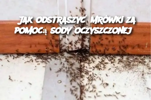 Jak odstraszyć mrówki za pomocą sody oczyszczonej?