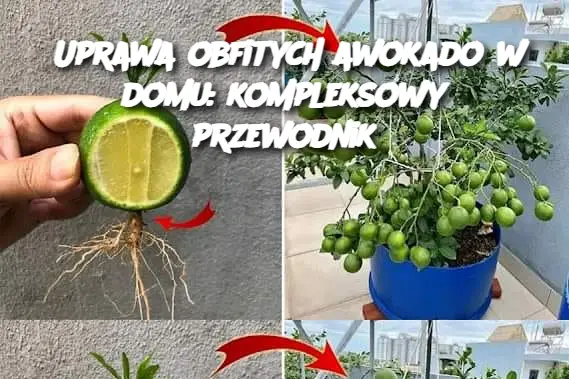 Uprawa obfitych awokado w domu: kompleksowy przewodnik