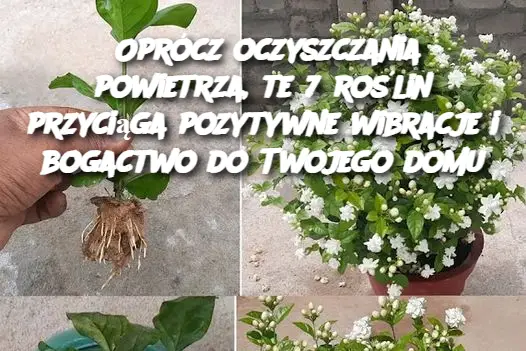 Oprócz oczyszczania powietrza, te 7 roślin przyciąga pozytywne wibracje i bogactwo do Twojego domu