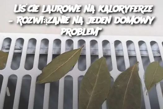 Liście laurowe na kaloryferze – Rozwiązanie na jeden domowy problem”