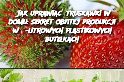 Jak uprawiać truskawki w domu: Sekret obfitej produkcji w 5-litrowych plastikowych butelkach