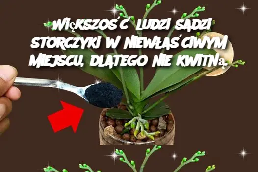 Większość ludzi sadzi storczyki w niewłaściwym miejscu, dlatego nie kwitną.