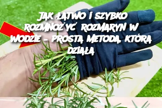 Jak łatwo i szybko rozmnożyć rozmaryn w wodzie – prosta metoda, która działa