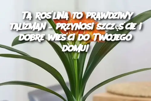 Ta roślina to prawdziwy talizman – przynosi szczęście i dobre wieści do Twojego domu!