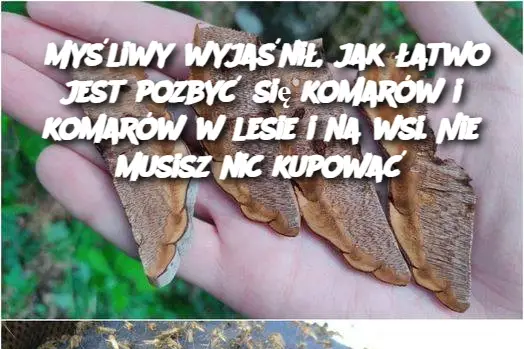 Myśliwy wyjaśnił, jak łatwo jest pozbyć się komarów i komarów w lesie i na wsi. Nie musisz nic kupować