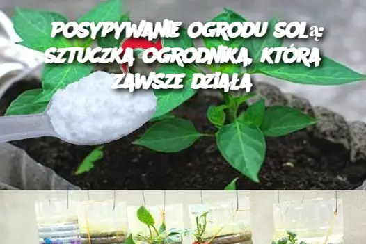 Posypywanie ogrodu solą: sztuczka ogrodnika, która zawsze działa