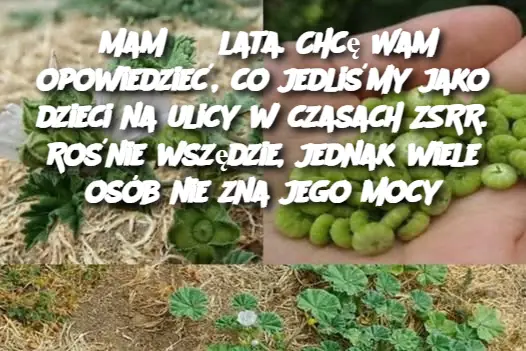 Mam 63 lata. Chcę Wam opowiedzieć, co jedliśmy jako dzieci na ulicy w czasach ZSRR. Rośnie wszędzie, jednak wiele osób nie zna jego mocy