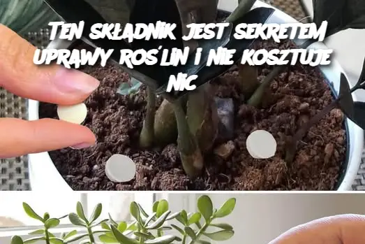 Ten składnik jest sekretem uprawy roślin i nie kosztuje nic