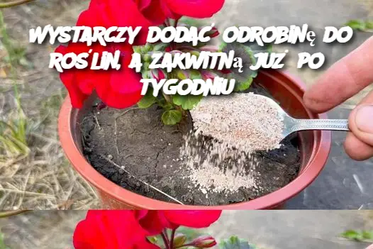 Wystarczy dodać odrobinę do roślin, a zakwitną już po tygodniu