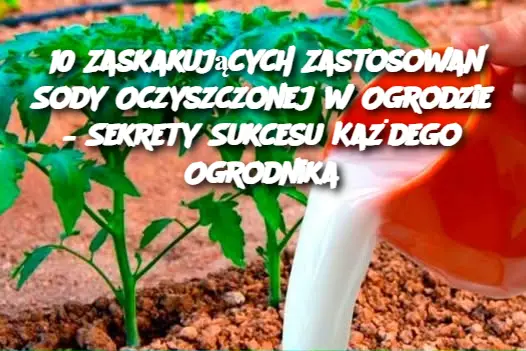 10 Zaskakujących Zastosowań Sody Oczyszczonej w Ogrodzie – Sekrety Sukcesu Każdego Ogrodnika