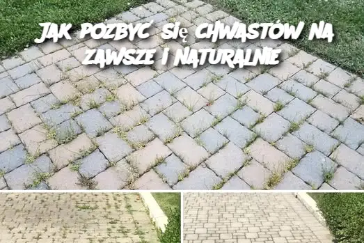 Jak pozbyć się chwastów na zawsze i naturalnie