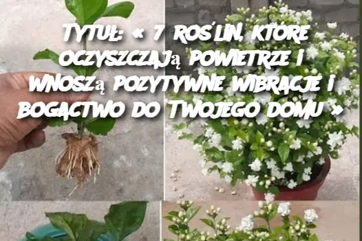 Tytuł: « 7 roślin, które oczyszczają powietrze i wnoszą pozytywne wibracje i bogactwo do Twojego domu »