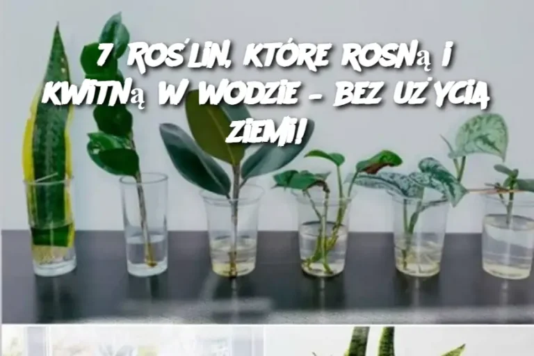 7 Roślin, które rosną i kwitną w wodzie – bez użycia ziemi!