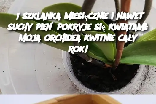 1 szklanka miesięcznie i nawet suchy pień pokryje się kwiatami: moja orchidea kwitnie cały rok!