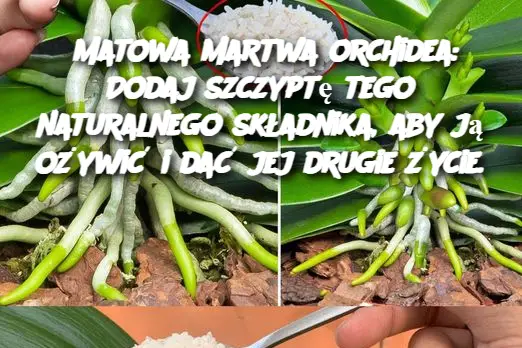 Matowa martwa orchidea: Dodaj szczyptę tego naturalnego składnika, aby ją ożywić i dać jej drugie życie.