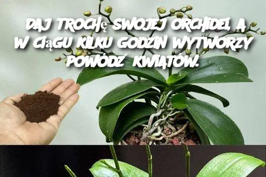 Daj trochę swojej orchidei, a w ciągu kilku godzin wytworzy powódź kwiatów.