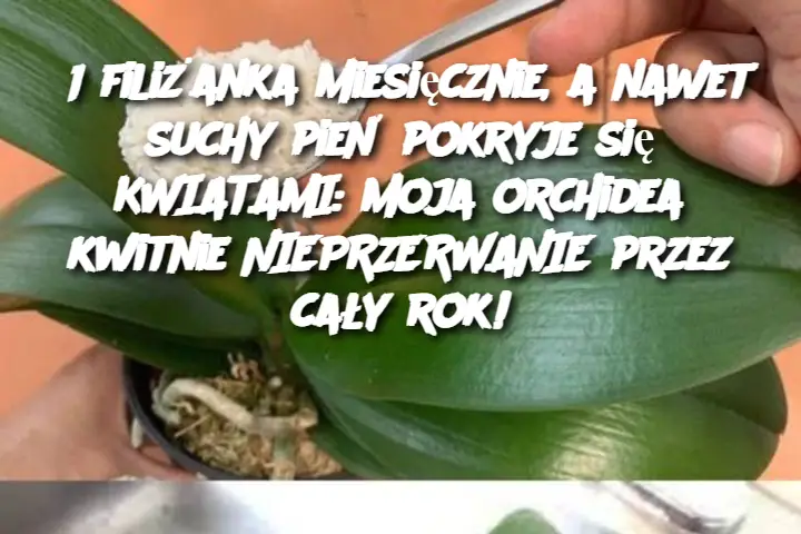 1 filiżanka miesięcznie, a nawet suchy pień pokryje się KWIATAMI: moja orchidea kwitnie NIEPRZERWANIE przez cały rok!