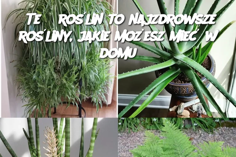 Te 5 roślin to najzdrowsze rośliny, jakie możesz mieć w domu