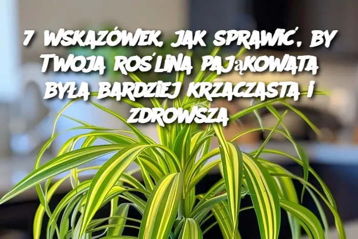 7 wskazówek, jak sprawić, by Twoja roślina pająkowata była bardziej krzaczasta i zdrowsza