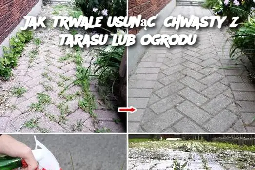 Jak trwale usunąć chwasty z tarasu lub ogrodu