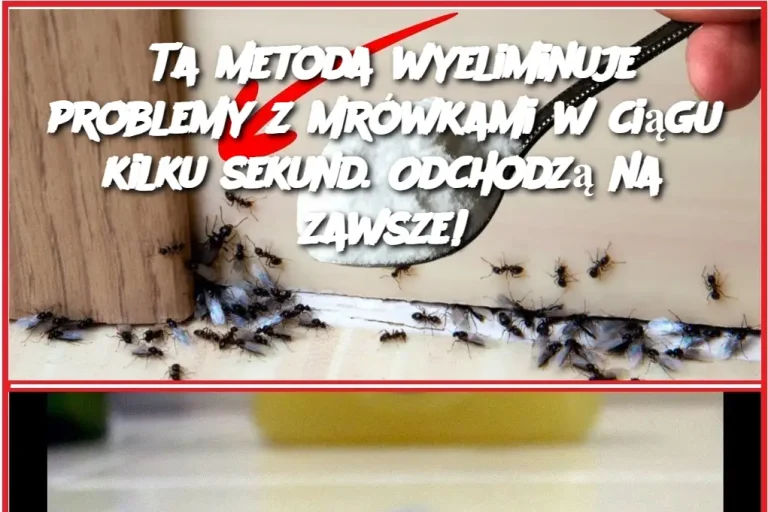 Ta metoda wyeliminuje problemy z mrówkami w ciągu kilku sekund. Odchodzą na zawsze!