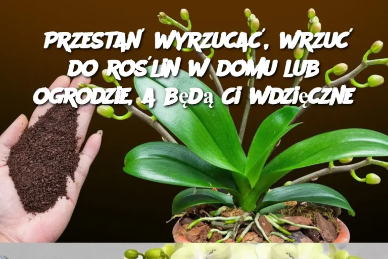 Przestań wyrzucać, wrzuć do roślin w domu lub ogrodzie, a będą Ci wdzięczne