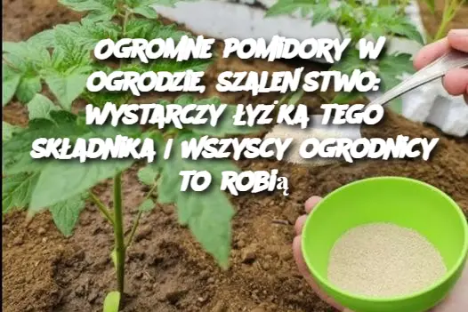 Ogromne pomidory w ogrodzie, szaleństwo: wystarczy łyżka tego składnika | Wszyscy ogrodnicy to robią