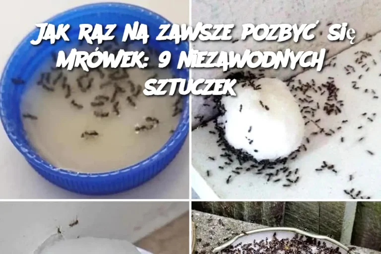 Jak raz na zawsze pozbyć się mrówek: 9 niezawodnych sztuczek