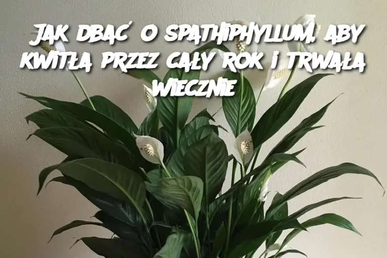 Jak dbać o spathiphyllum, aby kwitła przez cały rok i trwała wiecznie