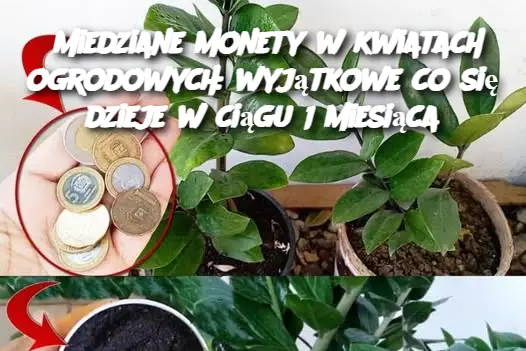 Miedziane monety w kwiatach ogrodowych: wyjątkowe co się dzieje w ciągu 1 miesiąca