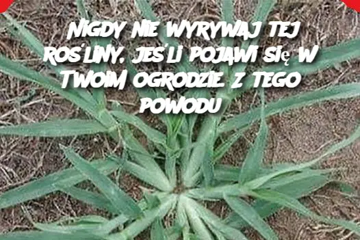 Nigdy nie wyrywaj tej rośliny, jeśli pojawi się w Twoim ogrodzie. Z tego powodu