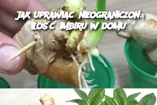 Jak uprawiać nieograniczoną ilość imbiru w domu