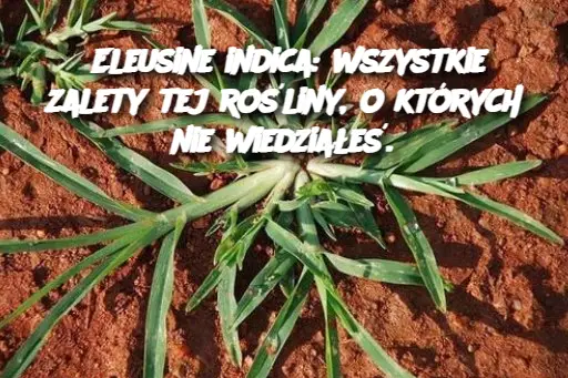 Eleusine indica: wszystkie zalety tej rośliny, o których nie wiedziałeś.