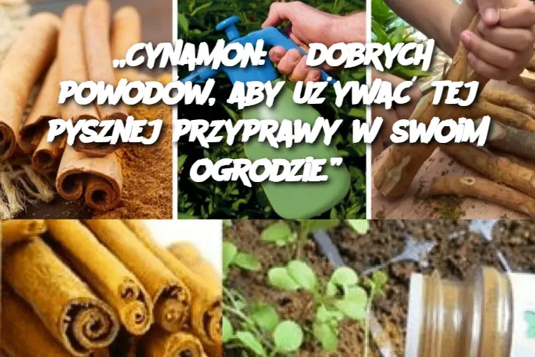 „Cynamon: 5 dobrych powodów, aby używać tej pysznej przyprawy w swoim ogrodzie.”