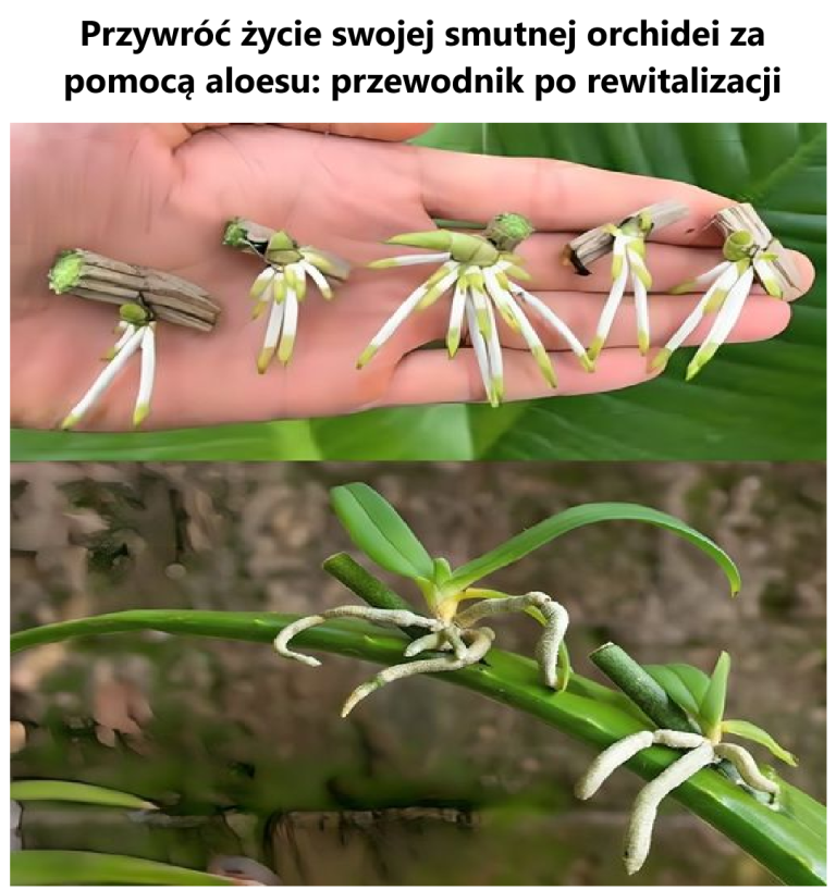 Przywróć życie swojej smutnej orchidei za pomocą aloesu: przewodnik po rewitalizacji