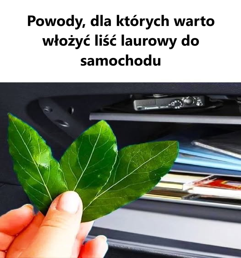 Powody, dla których warto umieścić liść laurowy w samochodzie