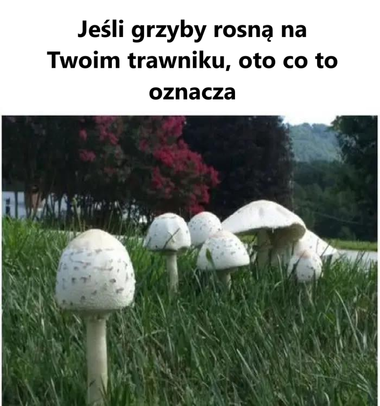 Dlaczego grzyby rosną w przypadkowych miejscach?