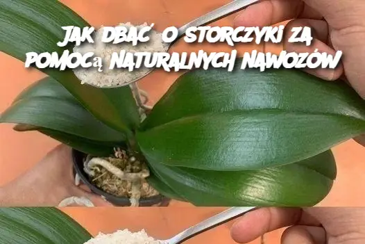 Jak dbać o storczyki za pomocą naturalnych nawozów