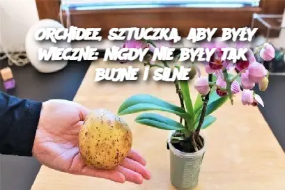 Orchidee, sztuczka, aby były wieczne: nigdy nie były tak bujne i silne