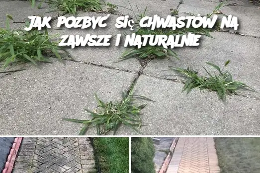 Jak pozbyć się chwastów na zawsze i naturalnie