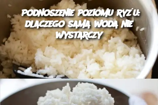 Podnoszenie poziomu ryżu: dlaczego sama woda nie wystarczy