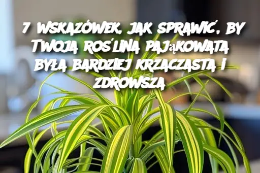 7 wskazówek, jak sprawić, by Twoja roślina pająkowata była bardziej krzaczasta i zdrowsza