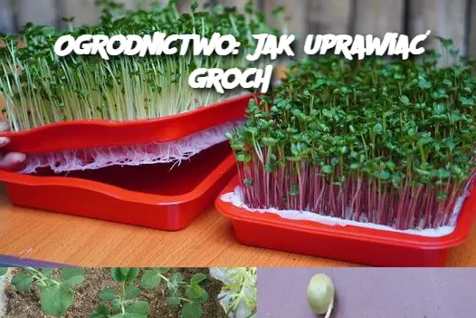 Ogrodnictwo: Jak uprawiać groch?