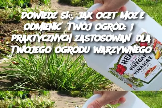 Dowiedz się, jak ocet może odmienić Twój ogród: 18 praktycznych zastosowań dla Twojego ogrodu warzywnego