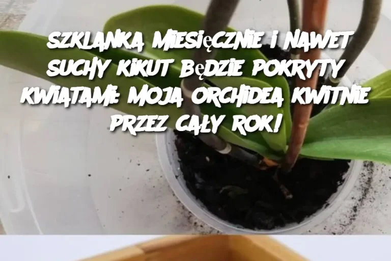 szklanka miesięcznie i nawet suchy kikut będzie pokryty kwiatami: moja orchidea kwitnie przez cały rok!